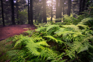 Pine forest ferns